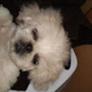 Meet your Posher, Sushi